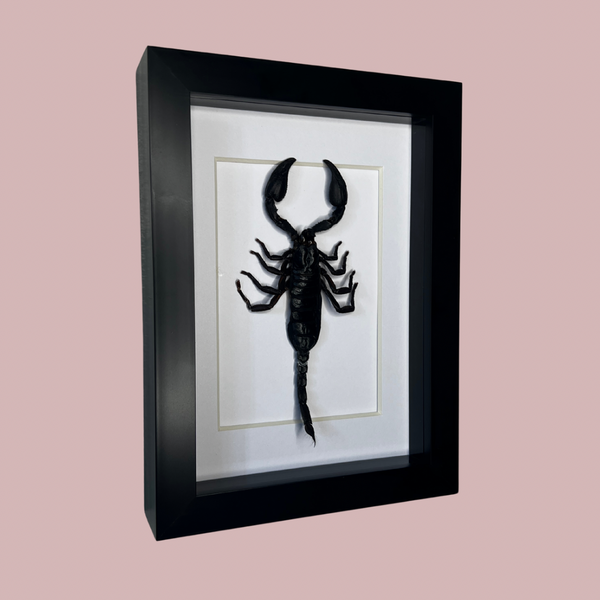 Emperor Scorpion
