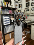 B Grade -Cobalt Blue Tarantula