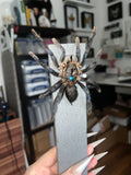 B Grade -Cobalt Blue Tarantula