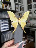 B Grade Golden Moon Moth