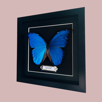 Blue Morpho Butterfly