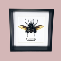 Giant Atlas Beetle