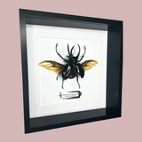 Giant Atlas Beetle