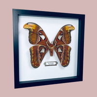 Atlas Moth