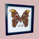 Atlas Moth