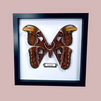 Atlas Moth