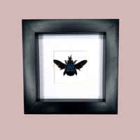 Blue Carpenter Bee