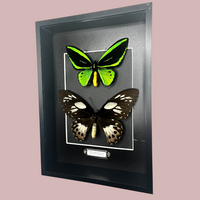 Double Cape York Birdwing