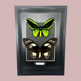 Double Cape York Birdwing