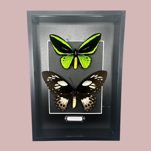 Double Cape York Birdwing