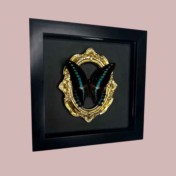 Ornate Framed Milon’s Swallowtail Butterfly