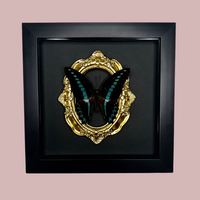 Ornate Framed Milon’s Swallowtail Butterfly