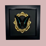 Ornate Framed Milon’s Swallowtail Butterfly