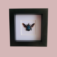 Blue Carpenter Bee