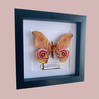 Madagascan Bullseye Moth