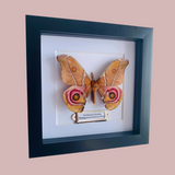 Madagascan Bullseye Moth