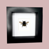 Bumble Bee
