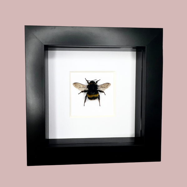 Bumble Bee