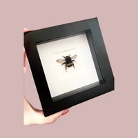 Bumble Bee