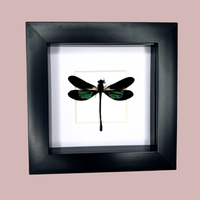 Teal Gosomar Damselfly