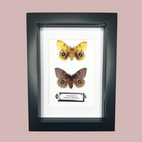 Io Moth Double Frame