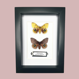 Io Moth Double Frame