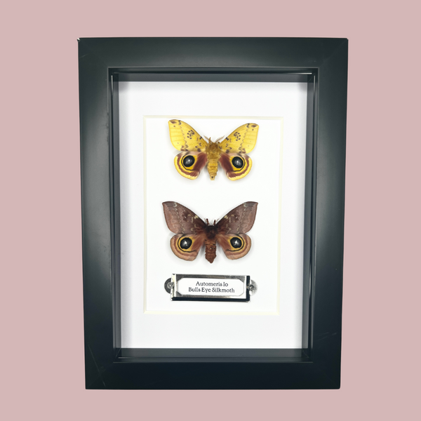 Io Moth Double Frame