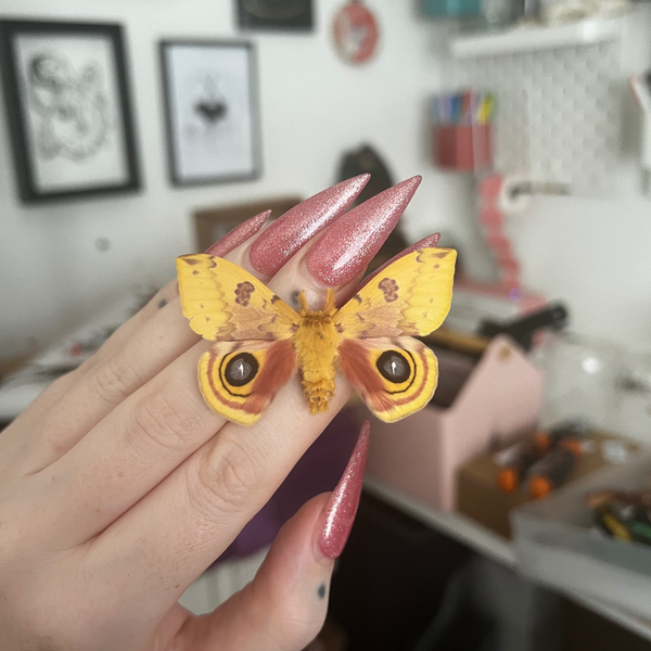 Io Moth