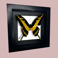 King Swallowtail
