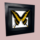 King Swallowtail