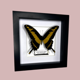 King Swallowtail