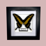King Swallowtail