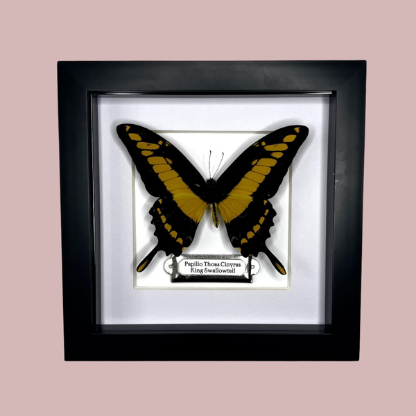 King Swallowtail