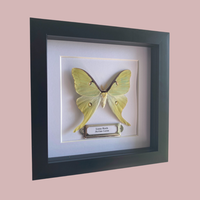 Luna Moth