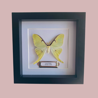 Luna Moth