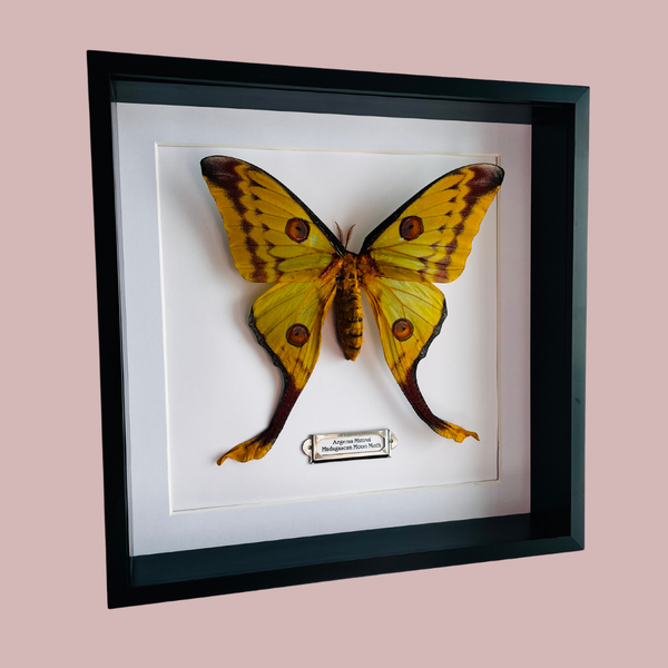 Madagascan Moon Moth