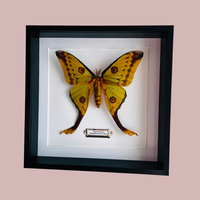 Madagascan Moon Moth