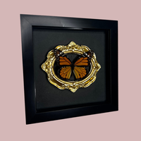 Ornate Framed Monarch