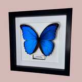 Blue Morpho Butterfly