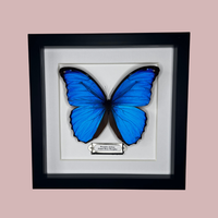 Blue Morpho Butterfly