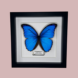 Blue Morpho Butterfly