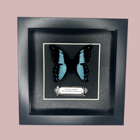 B Grade Blue Banded Swallowtail