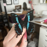 B Grade Blue Banded Swallowtail