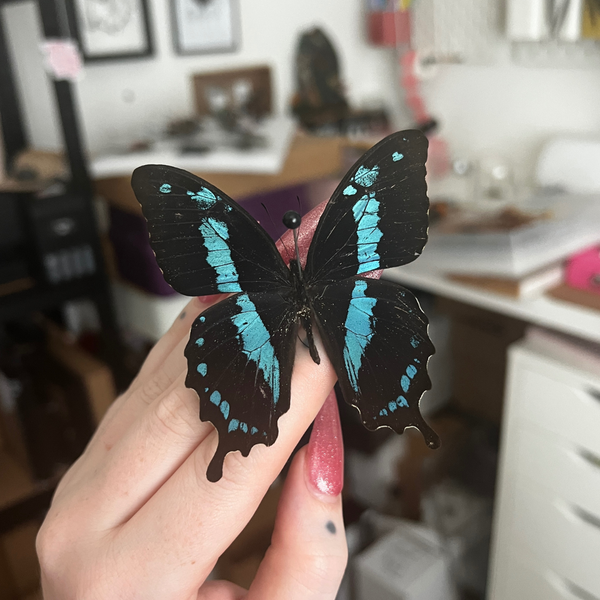 B Grade Blue Banded Swallowtail