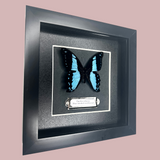 B Grade Blue Banded Swallowtail