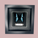 B Grade Blue Banded Swallowtail