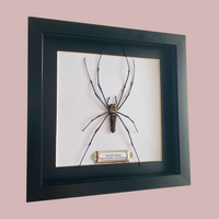 Golden Orb Weaver Spider