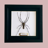 Golden Orb Weaver Spider