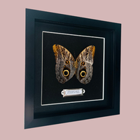 Giant Owl Butterfly