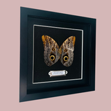Giant Owl Butterfly